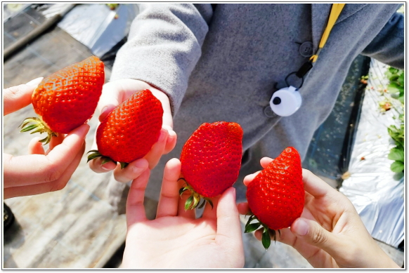 Kawatsura Strawberry Farm Customers